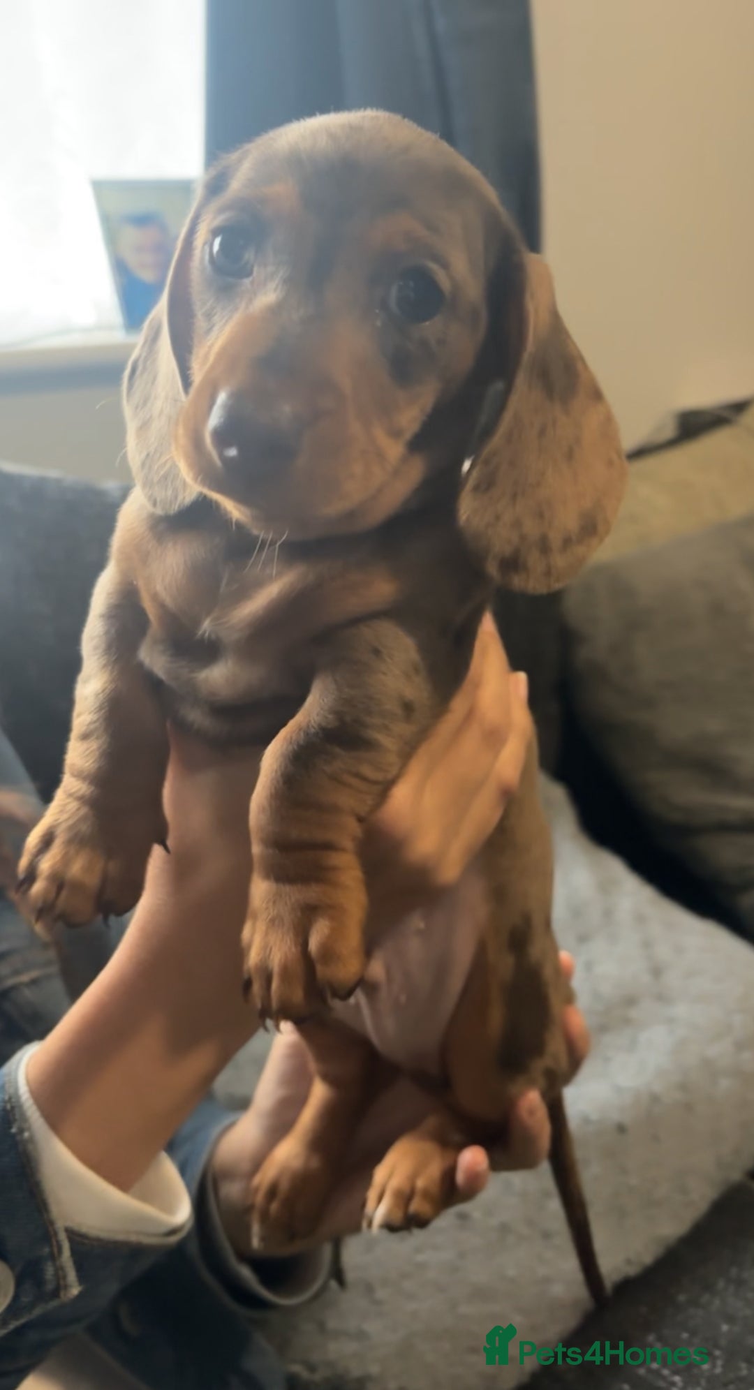 Miniature Dachshund dogs for sale: Miniature Dachshunds  - Image 6