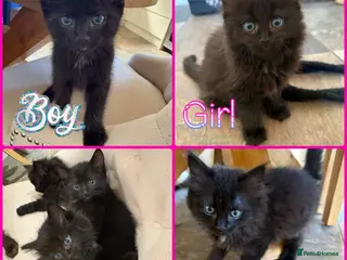 Mixed Breed cats Ragdoll x Russian Blue Kittens - Advert 8