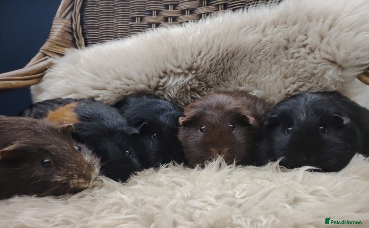 Guinea Pig rodents - Advert 1