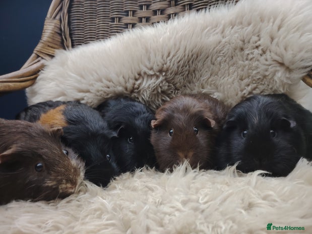 Guinea Pig rodents - Advert 1
