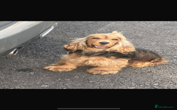 Cocker Spaniel dogs for sale: Stunning KC Show Type Cocker Spaniel Puppies - Image 8