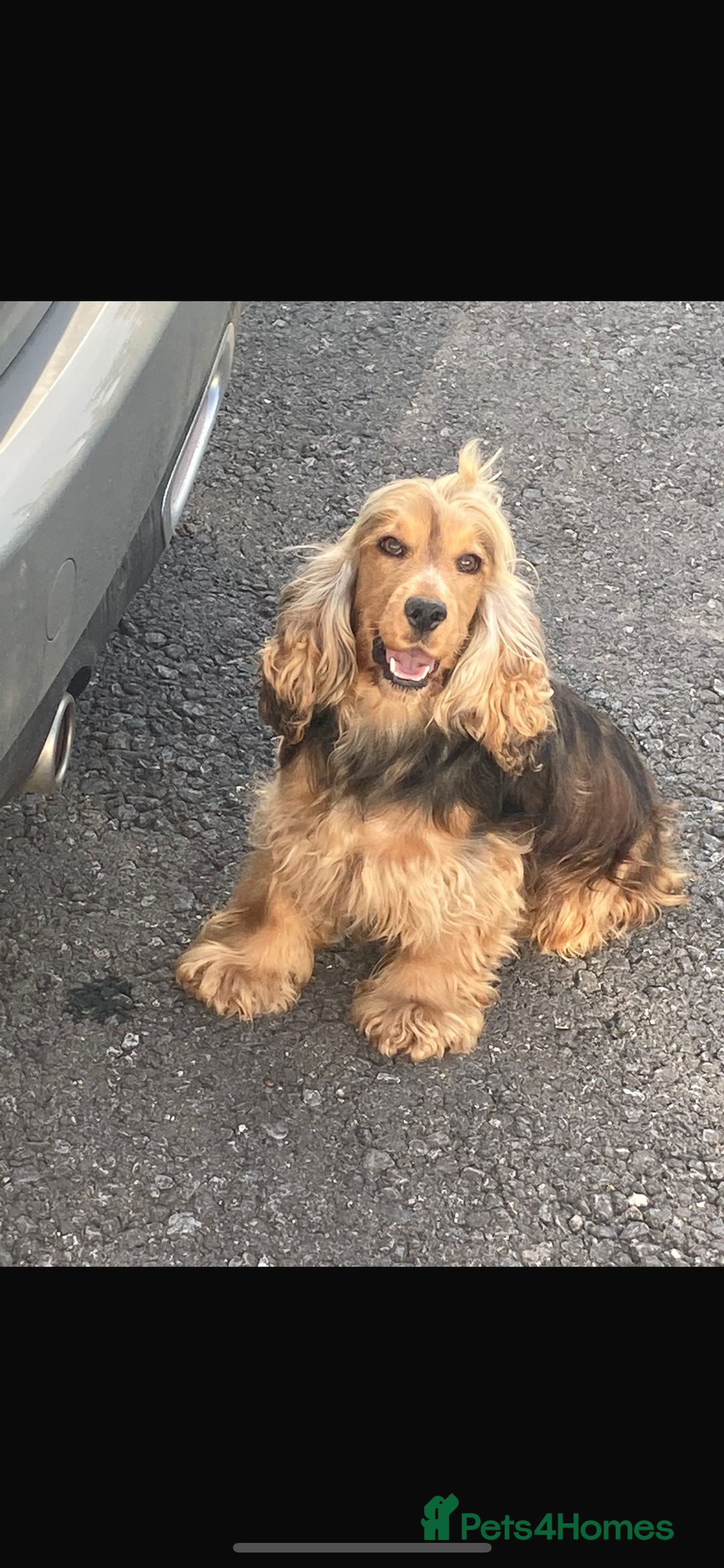 Cocker Spaniel dogs for sale: Stunning KC Show Type Cocker Spaniel Puppies - Image 8