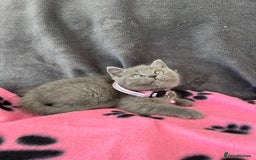 British Shorthair cats for sale: REDUCED!! Pure Breed British Shorthair Kittens - Image 5