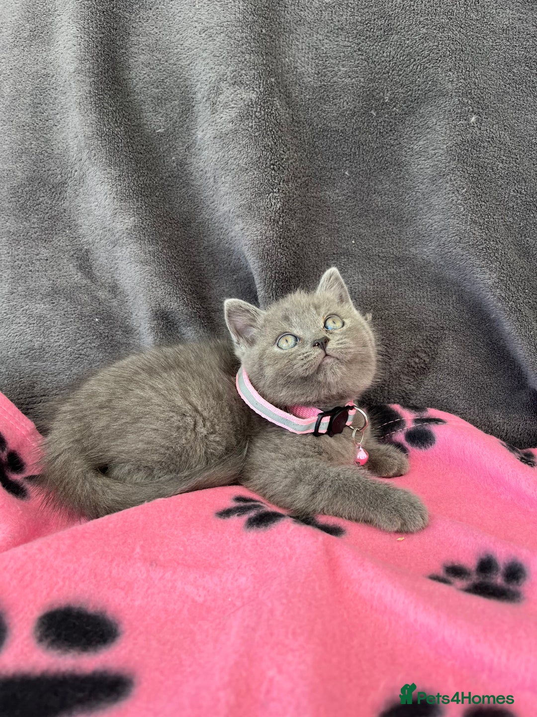 British Shorthair cats for sale: REDUCED!! Pure Breed British Shorthair Kittens - Image 5