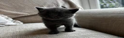 Russian Blue cats for sale: Two beautiful Russian blue kittens for sale  - Advert 10