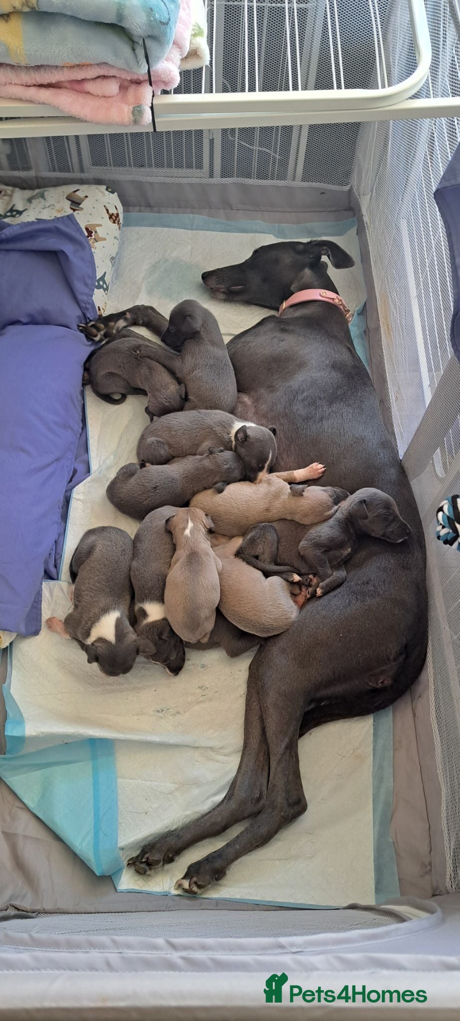 Whippet dogs Whippet puppies for sale - Advert 1