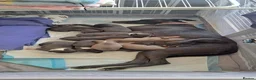 Whippet dogs for sale: Whippet puppies for sale in Grimsby - Advert 1