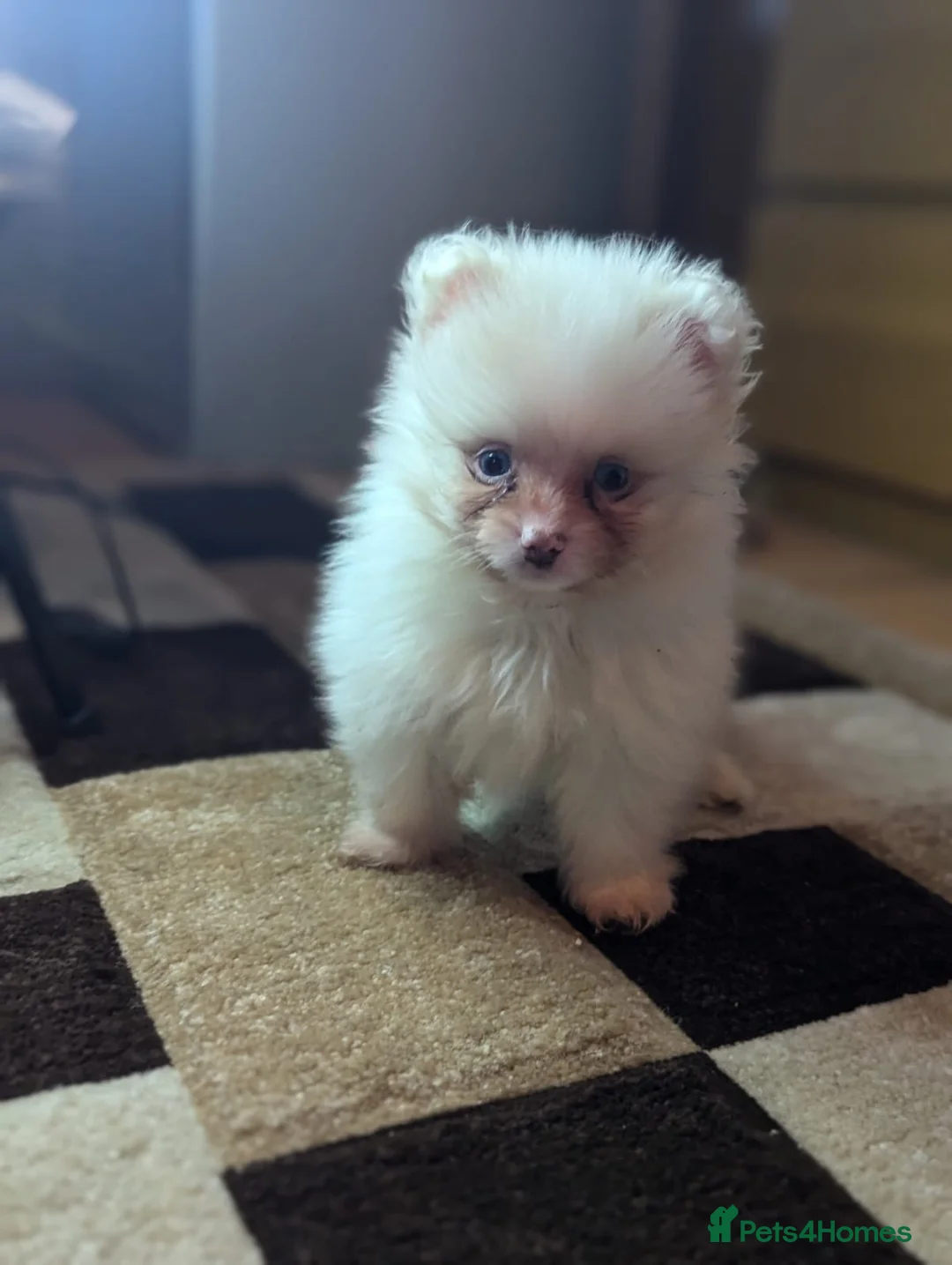 Pomeranian dogs for sale: 🐾 Adorable Merle Pomeranian Puppies for Sale 🐾 - Advert 13