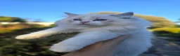 Ragdoll cats for sale: Stunning Pedigree Ragdoll Kittens  - Advert 6