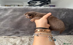 Chihuahua dogs for sale: Long hair chihuahua puppies  - Image 28