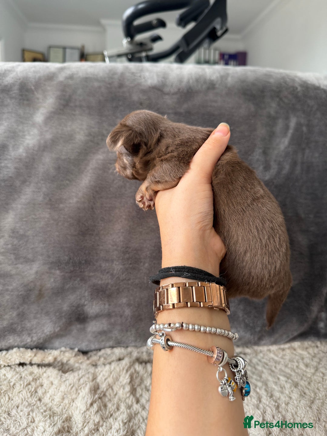 Chihuahua dogs for sale: Long hair chihuahua puppies  - Image 28
