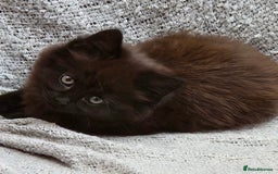 British Longhair cats for sale: 4 month old kitten for rehoming  - Image 8