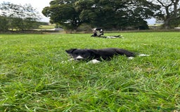 Border Collie dogs for sale: ⭐️ Border Collie Puppies ⭐️ - Image 23