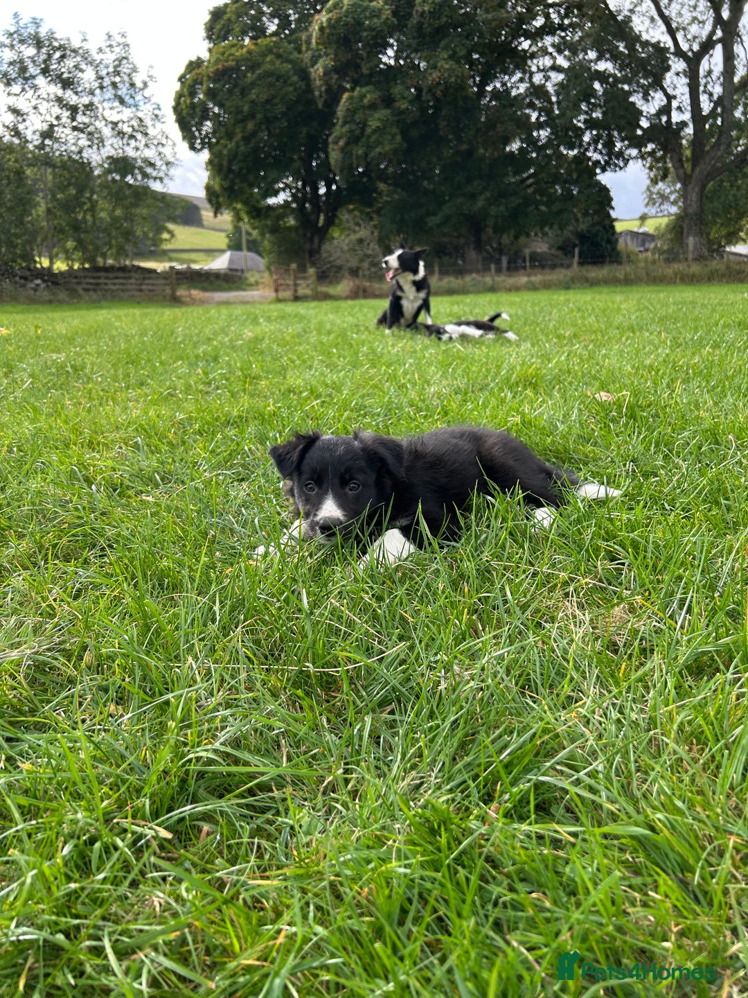 Border Collie dogs for sale: ⭐️ Border Collie Puppies ⭐️ - Image 23