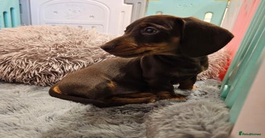 Miniature Dachshund dogs - Advert 13