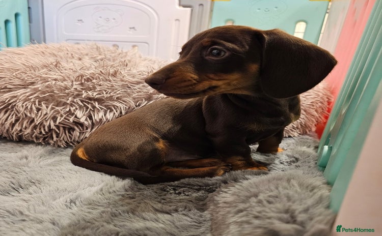 Miniature Dachshund dogs - Advert 1