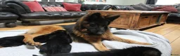 German Shepherd dogs for sale: Outstanding KC Registered German Shepherd Puppies - Advert 24