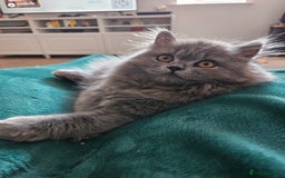 British Longhair cats for sale: Gorgeous GCCF long-haired British girl  - Image 5