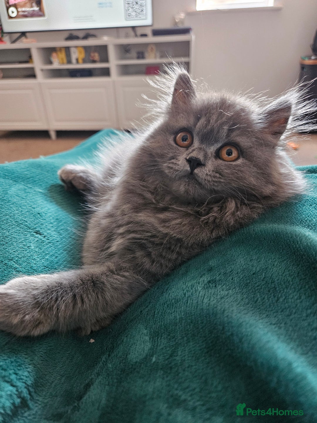 British Longhair cats for sale: Gorgeous GCCF long-haired British girl  - Image 5