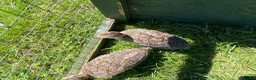 Guinea Fowl poultry for sale: 2 Grey Guinea fowl  - Advert 4