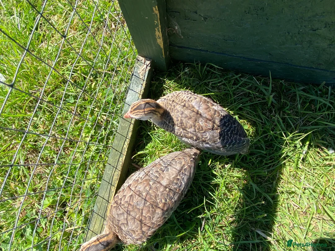 Guinea Fowl poultry for sale: 2 Grey Guinea fowl  - Advert 4