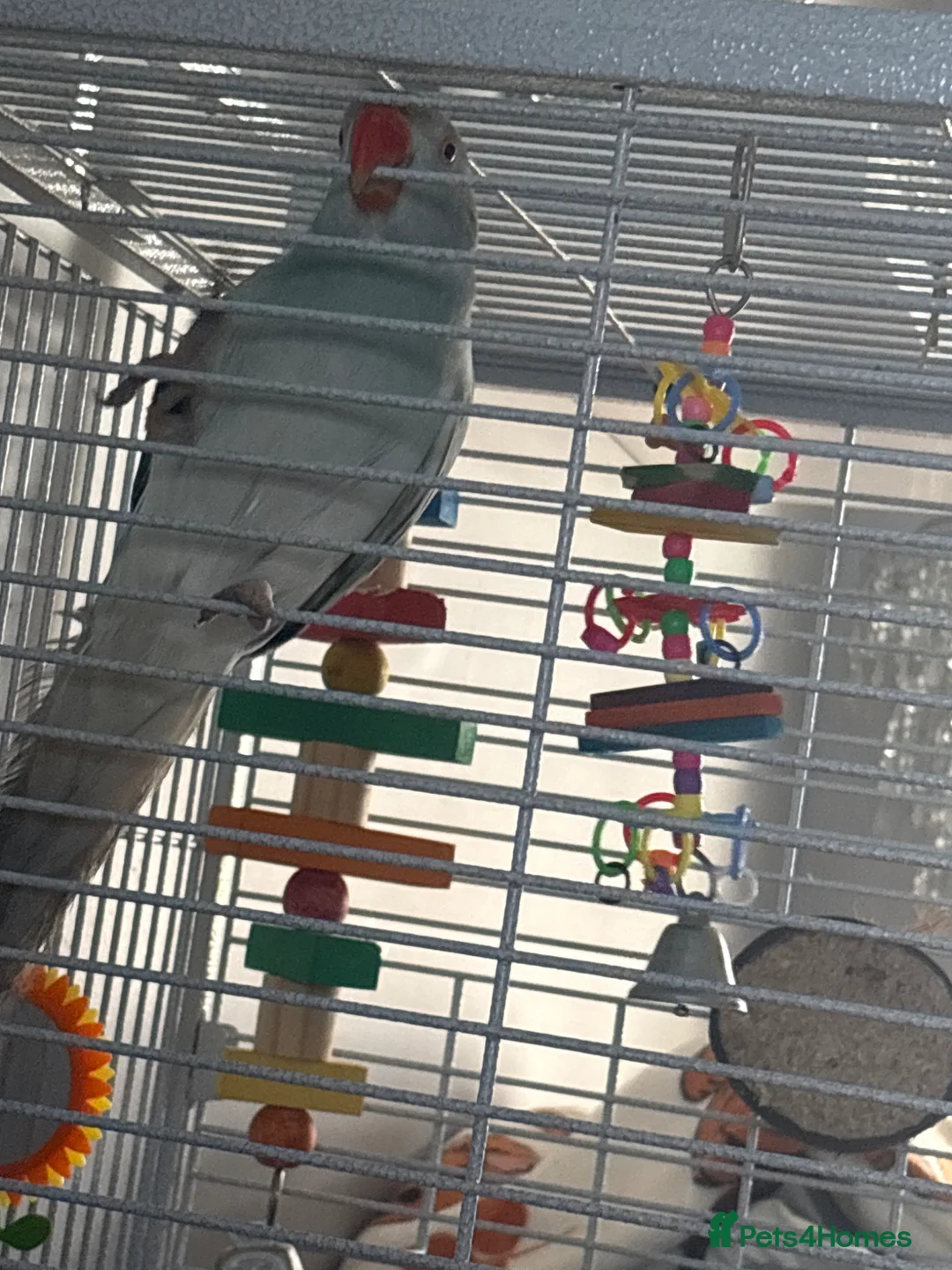 Ringnecks birds for sale: Indian ringneck  in Rochester - Advert 2