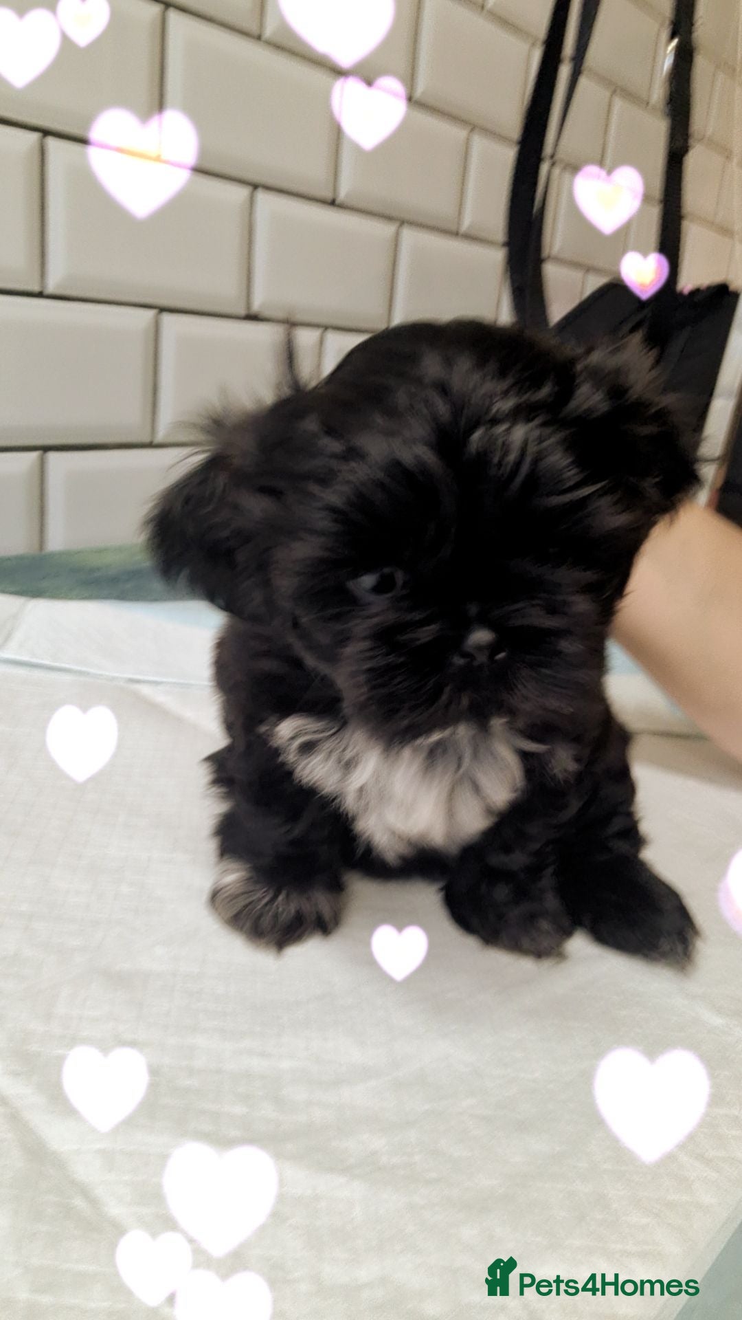Shih Tzu dogs Imperial shih tzu male  - Advert 6