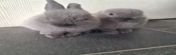 Mixed Breed rabbits for sale: Beautiful Female 10 week old indoor only - Advert 2
