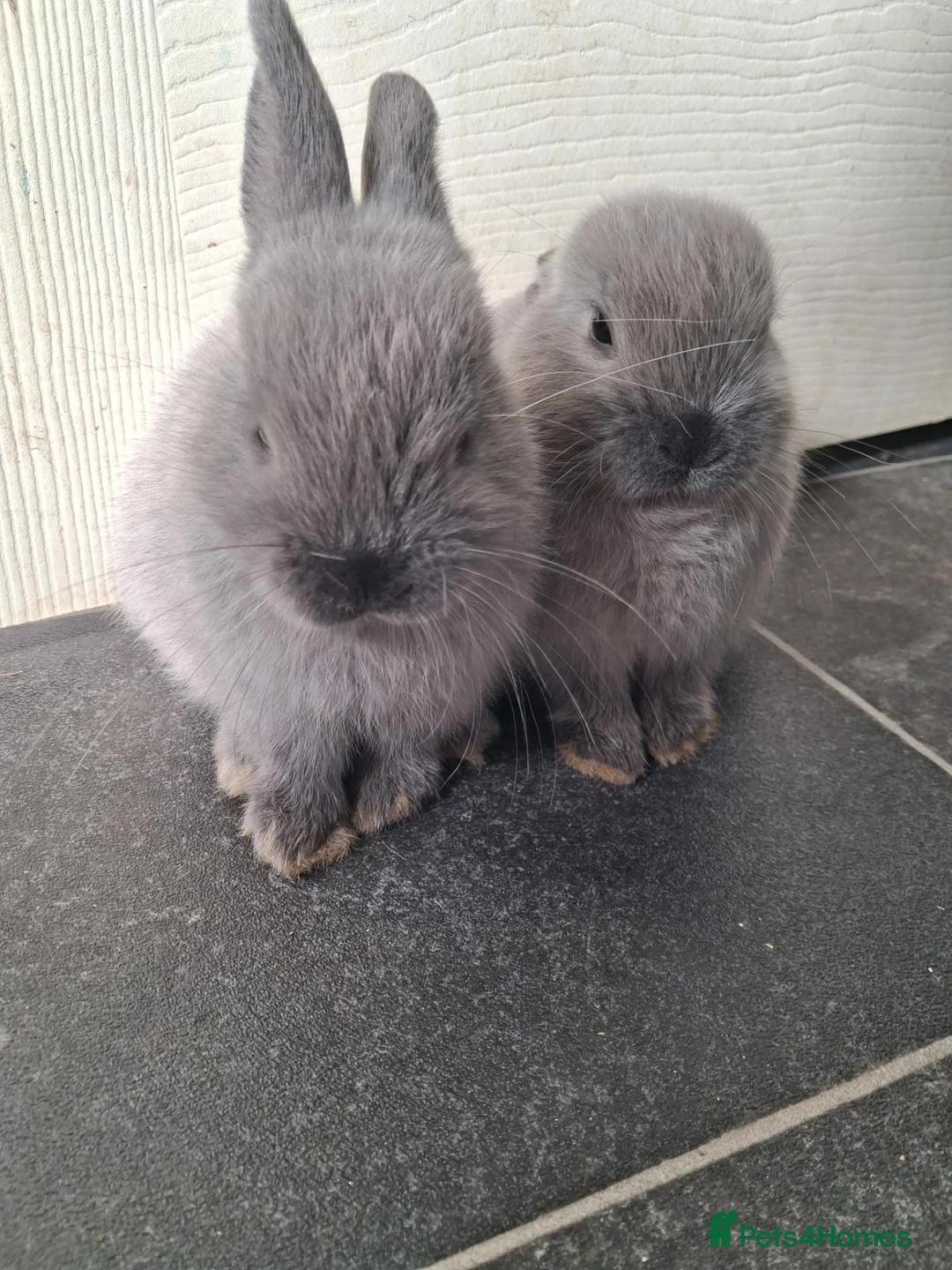 Mixed Breed rabbits for sale: Beautiful Female 10 week old indoor only - Advert 2