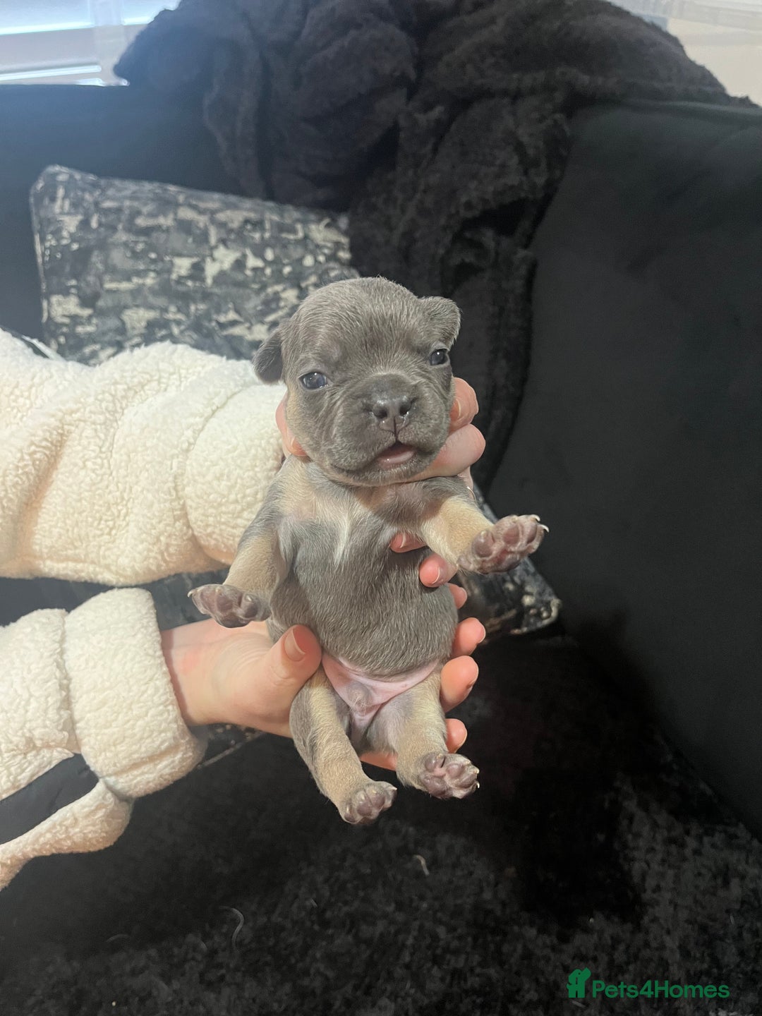 French Bulldog dogs for sale: French bulldog - Advert 2