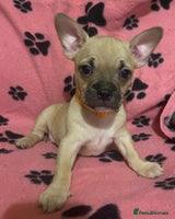 Mixed Breed dogs Frenchie x chihuahua pups bullhuahua - Advert 1