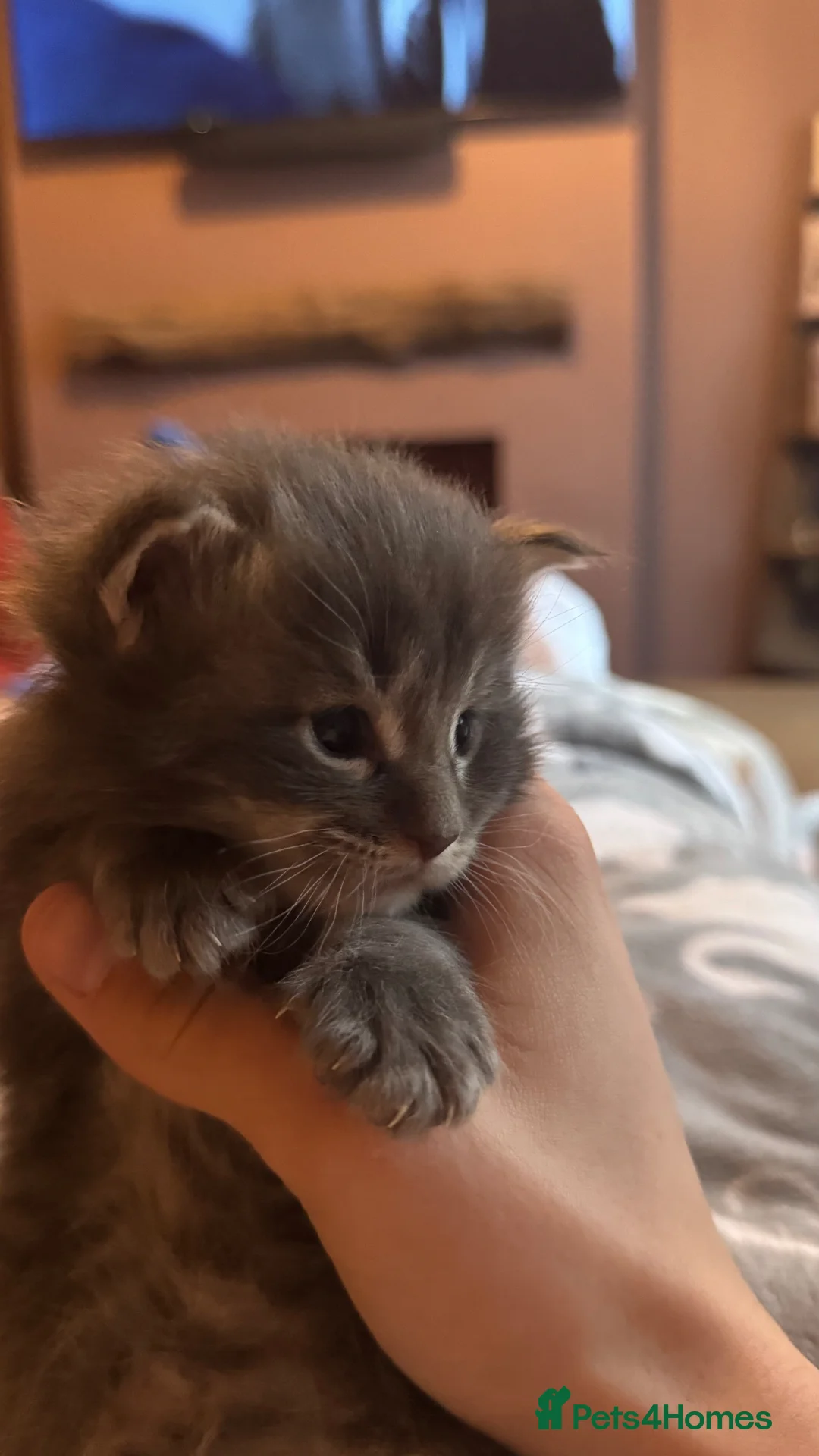 Maine Coon cats for sale: Stunning Blue Male  - Advert 2