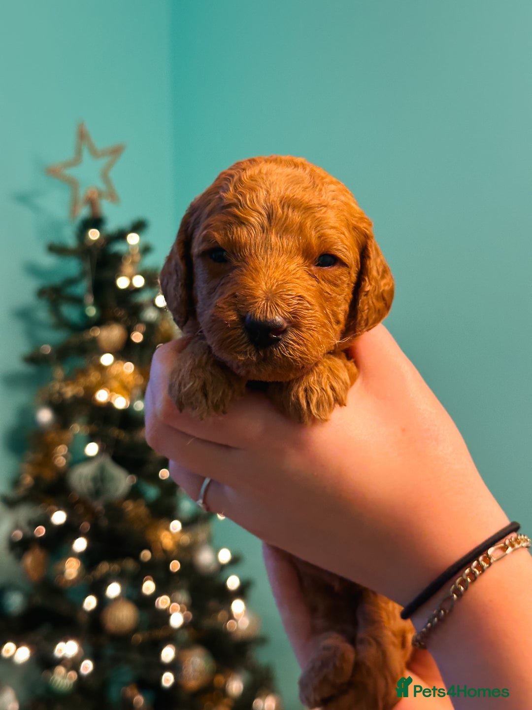 Labradoodle dogs for sale: F2B Labradoodle Puppies – Red & Apricot - Advert 26