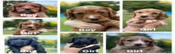 Sprocker dogs for sale: 7 beautiful Sprockers ❤️ - Advert 4