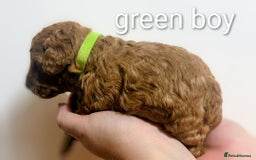 Miniature Poodle dogs for sale: MINIATURE POODLE PUPPIES.   - Advert 31