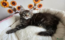 Maine Coon cats for sale: Gorgeous GCCF Maine Coons poss Active - Image 35
