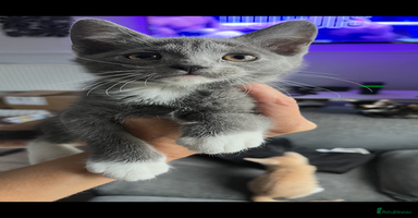 Mixed Breed cats - Advert 15