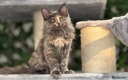 Maine Coon cats for sale: Tica Stunning Kittens  - Image 23