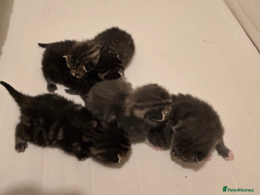 Mixed Breed cats for sale: Small mixed breed fluffy kittens - Advert 15
