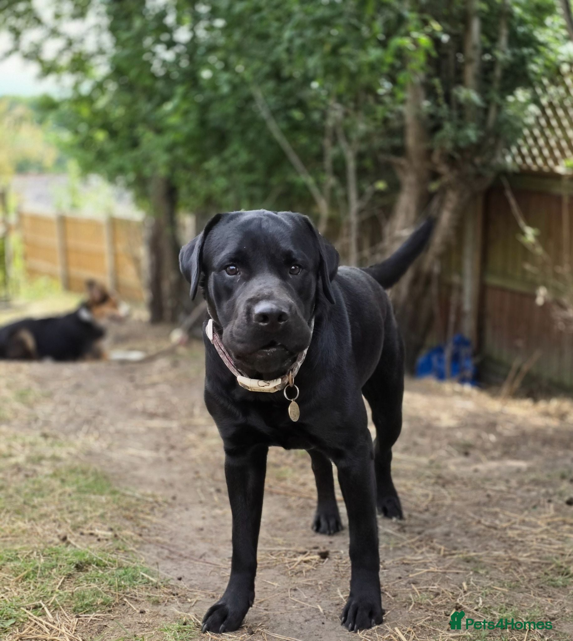 Labrador Retriever dogs Labradorable Muffin  - Advert 2