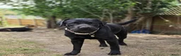 Labrador Retriever dogs for sale: Labradorable Muffin  - Advert 1