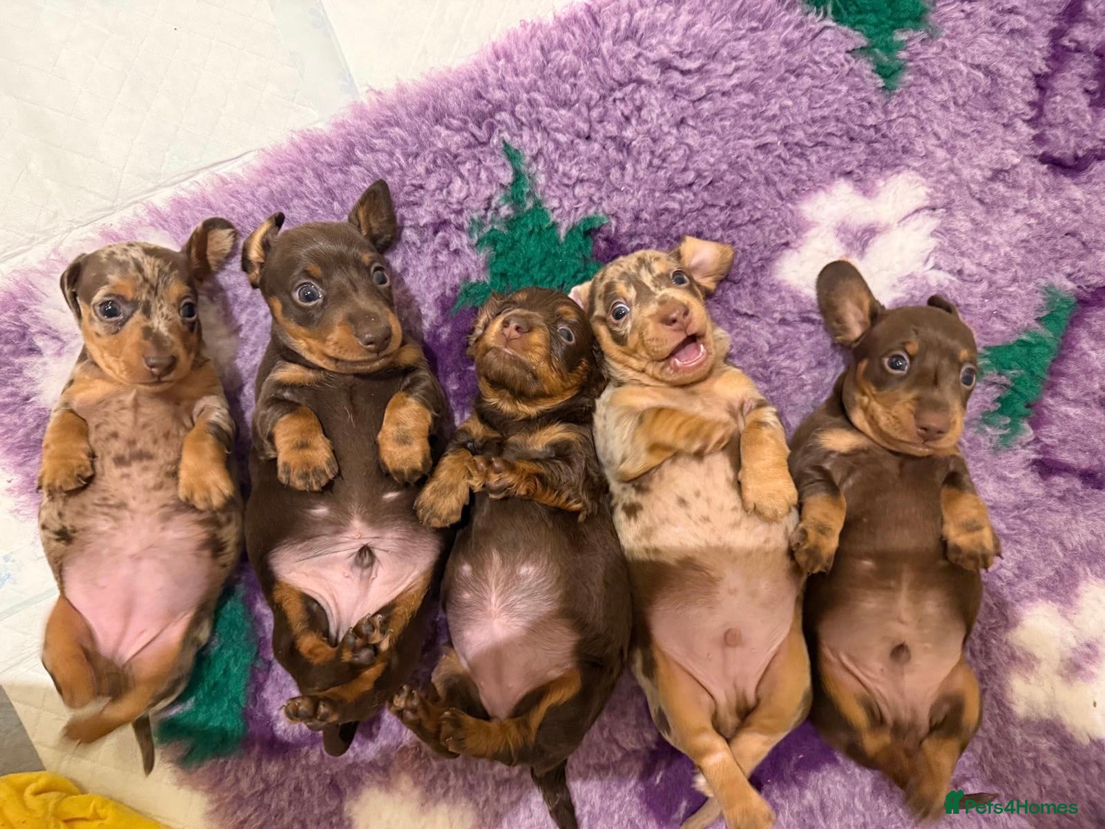 Miniature Dachshund dogs Miniature Dachshund Puppies  - Advert 12