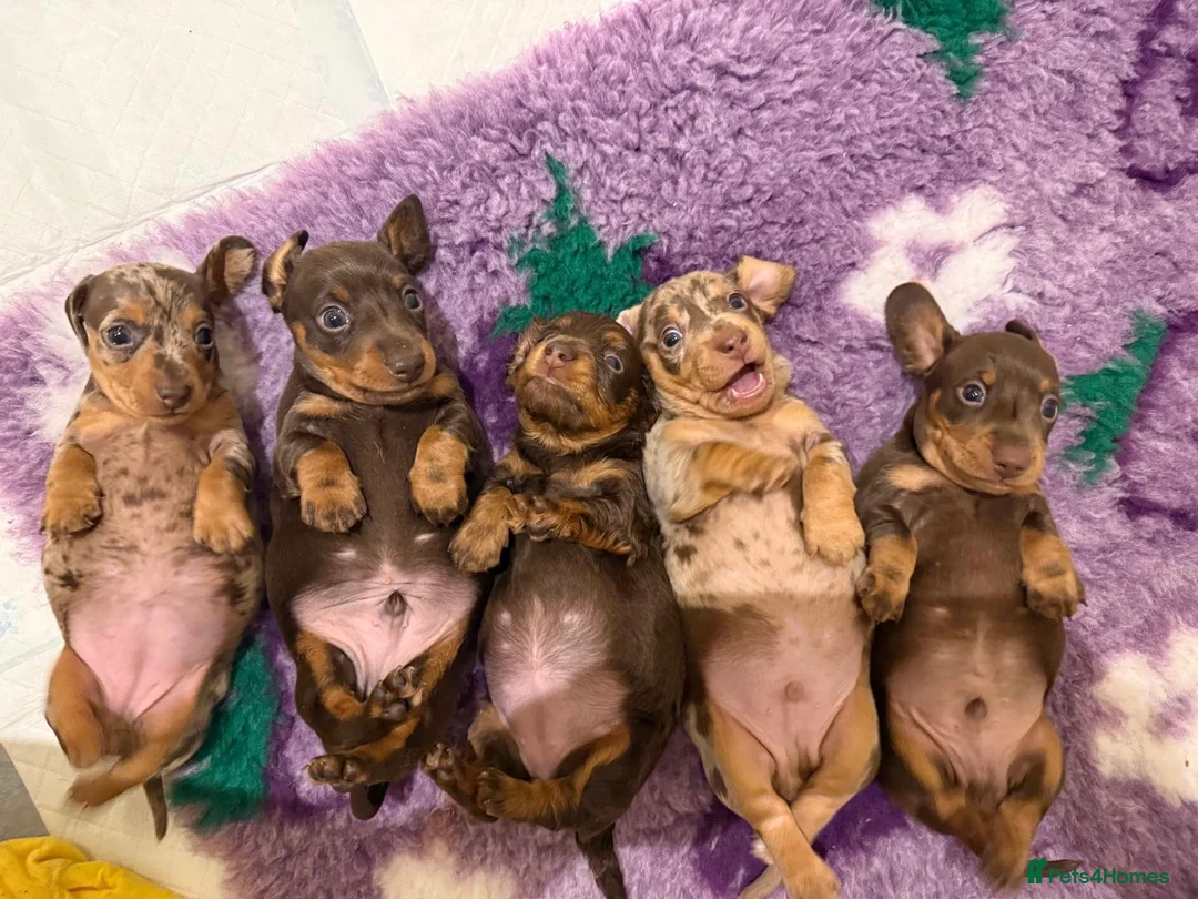 Miniature Dachshund dogs for sale: Miniature Dachshund Puppies  in Sheerness - Advert 2
