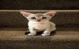 Savannah cats for sale: Snow leopard Savannah F6 kittens  - Image 4