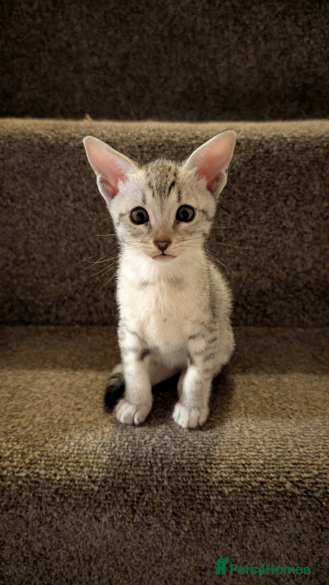 Savannah cats for sale: Snow leopard Savannah F6 kittens  - Image 4