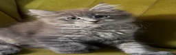 Maine Coon cats for sale: Blue tabby girl READY NOW umbilical hernia - Advert 7