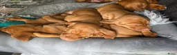 Hungarian Vizsla dogs for sale: Hungarian Vizsla Puppies – Rich Geltwood Heritage - Advert 17