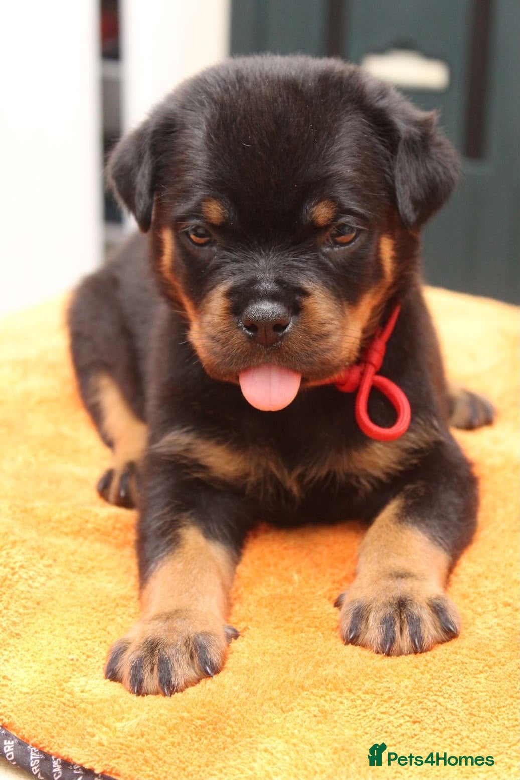 Rottweiler dogs Exceptional KC Pedigree Rottweilers - Advert 2