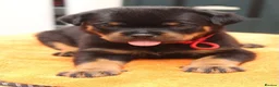 Rottweiler dogs for sale: Exceptional KC Pedigree Rottweilers - Advert 2