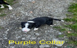 Border Collie dogs for sale: Gorgeous Border Collie pups - Image 23